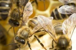 Varroa Mites Treatments / Wasps / Pests
