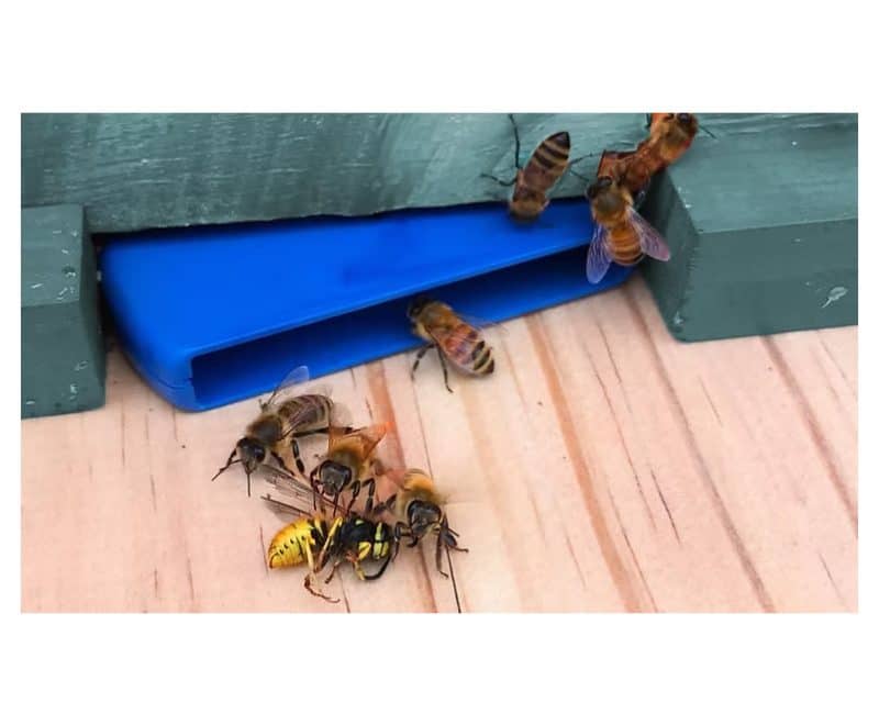 Blue HiveGate Hive gate