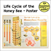 Poster: Life Cycle of the Honeybee Family