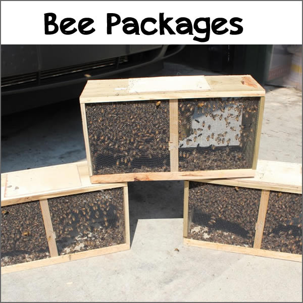 Bee Packages Tasmania