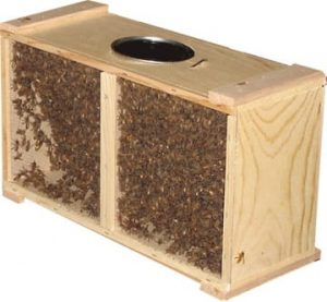 Tasmanian packaged bees