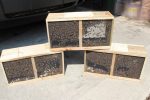 Supplier of Tasmanian Bee Packages