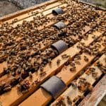 varroxsan oxalic glycerin strips for varroa mites